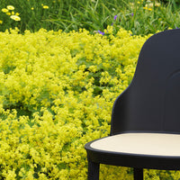 Black chair with a cream seat against a backdrop of vibrant yellow flowering plants. Perfect for outdoor decor.