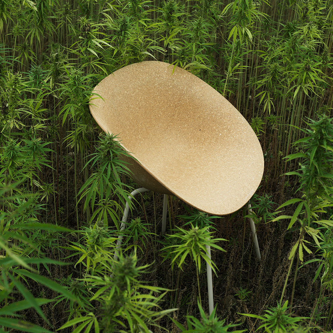 Gold textured chair nestled among vibrant green cannabis plants. Minimalist design with smooth curves and sleek legs.