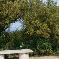 Lush green foliage with light brown tree bark and a neutral stone bench create a serene outdoor atmosphere.