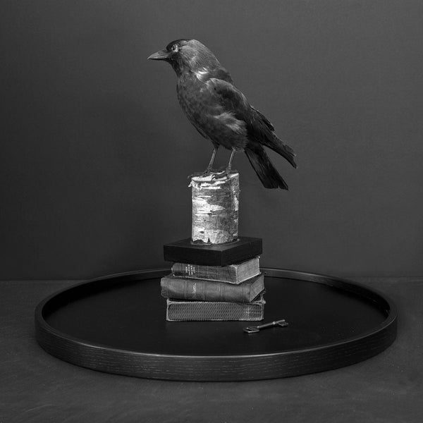 Black raven on a stacked book display, set on a sleek black tray against a muted backdrop.