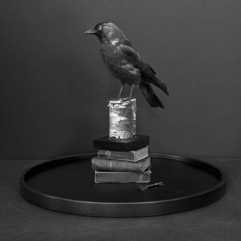 Black raven on a stacked book display, set on a sleek black tray against a muted backdrop.