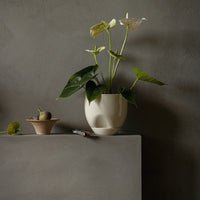 Cream-colored planter with green leaves against a neutral gray background, featuring minimalistic design and natural textures.