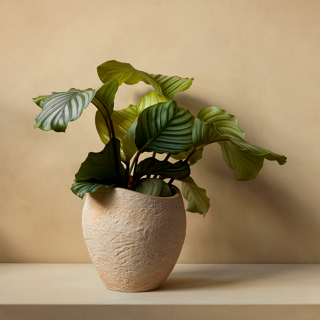 Audo Copenhagen (formerly Menu) Plantas Planter by Menu Danish Design