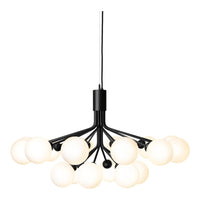 Apiales 18 Chandelier