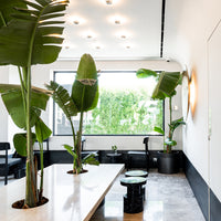 Bright green tropical leaves, sleek black furniture, and white marble accents create a modern, vibrant interior.