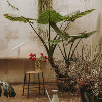 "Lush green leaves with vibrant red flowers in a soft, earthy-toned setting, creating a calming botanical vibe."
